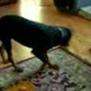 Meet your Posher, Rottluv